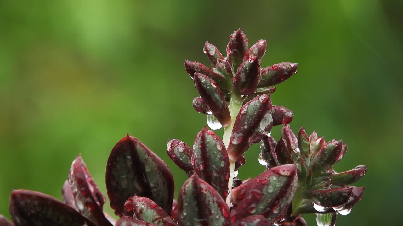 húmedo suculento con suaves gotas de lluvia cayendo en el fondo verde de esta planta en un día lluvioso