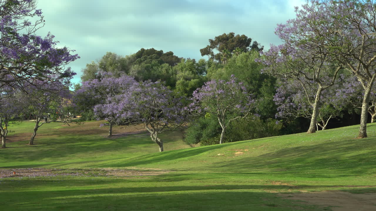 hermoso parque de la ciudad en san diego con árboles de jacaranda en flor púrpura y hierba verde, fondo de primavera y verano, zoom de cámara, velocidad regular
