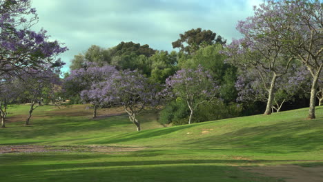 beautiful city park in san diego with purple blooming jacaranda trees and green grass, spring and summer background, camera zooming in, regular speed