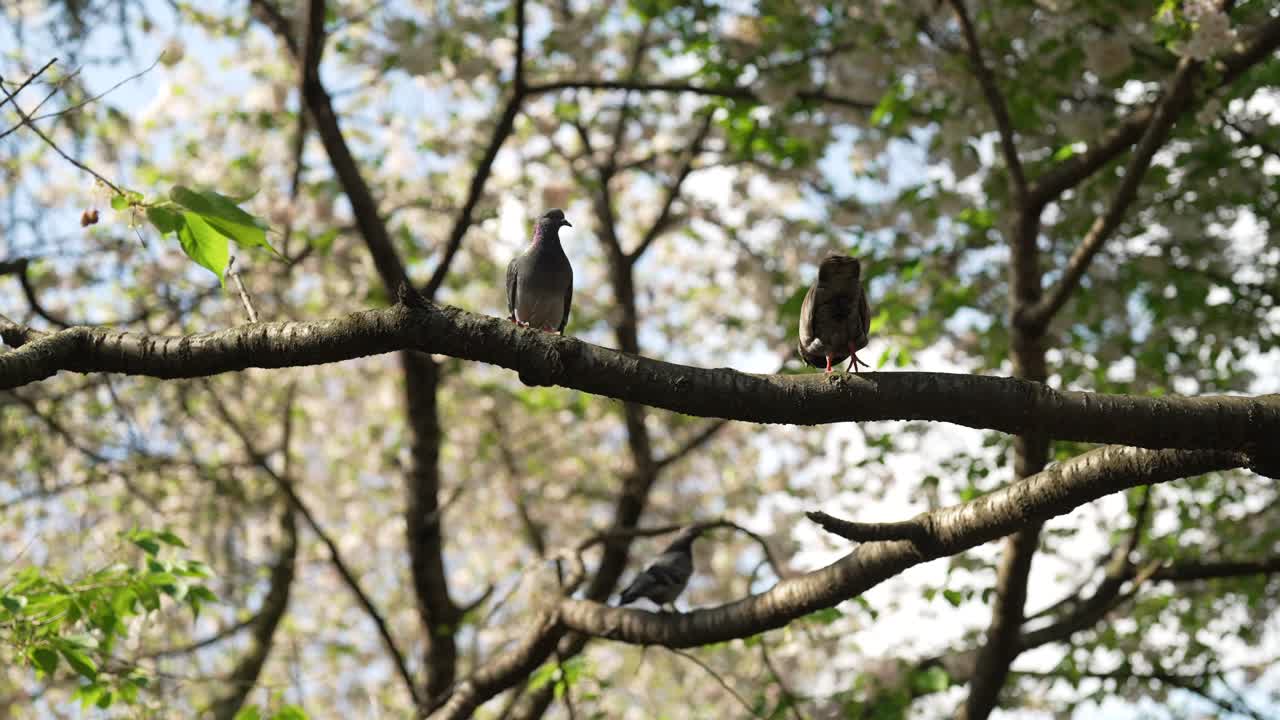 Two pigeons are sitting on the branch of a tree