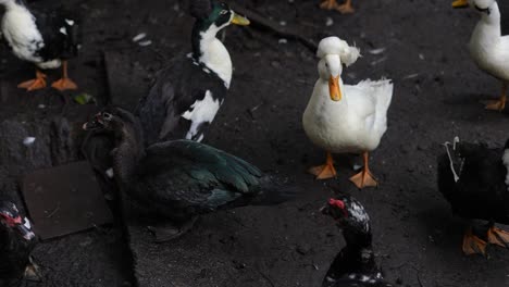 black and white ducks in farm