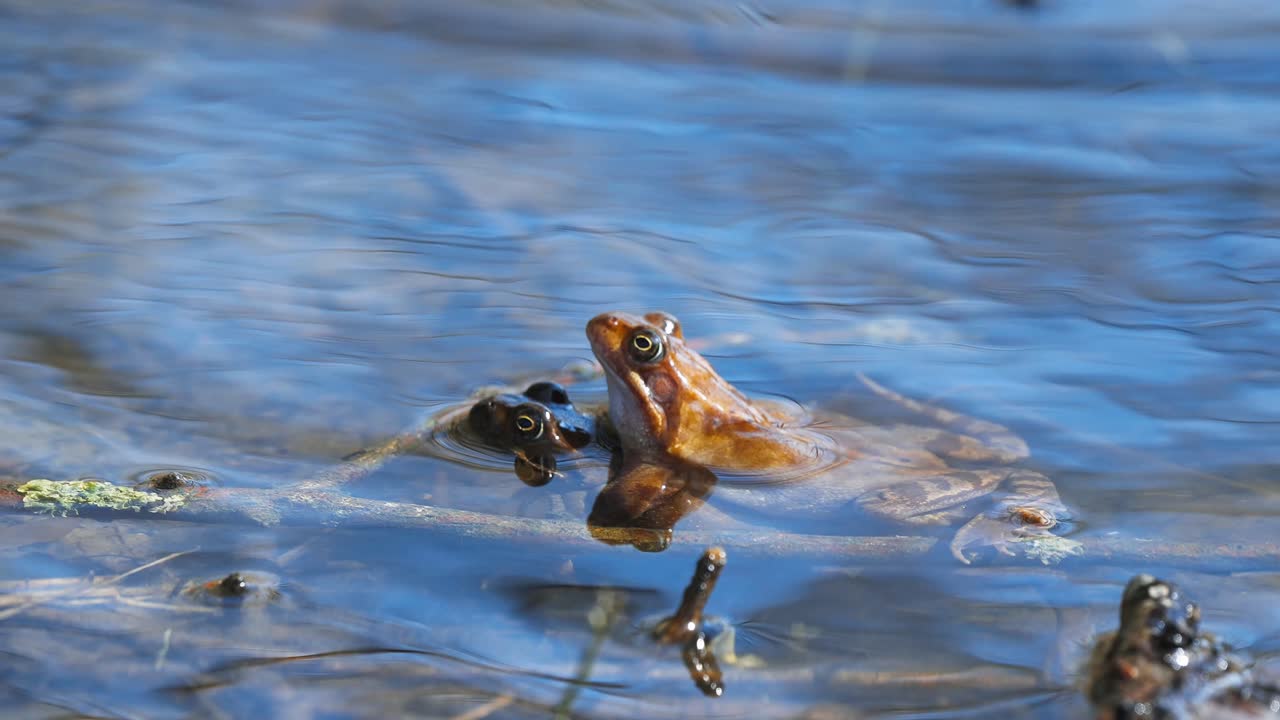 민물 연못의 은행에 짝짓기 두 개구리