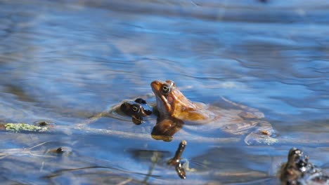 two frogs mating on the banks of a freshwater pond