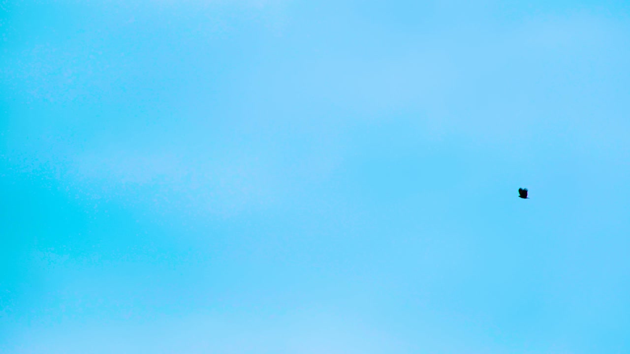 은 파란 하늘에서 외로운 독수리, 방글라데시 하늘에서 날아다니는, 아시아