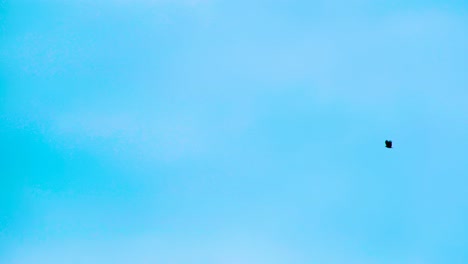 lonely eagle in clear blue sky flying in the bangladesh sky, asia