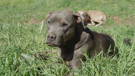 pit bull puppies relaxing in grass