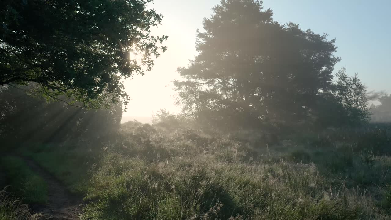 숲 속의 안개가 가득한 해가 뜨는 것
