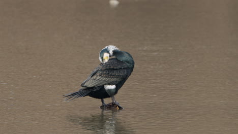 Adult-Great-Cormorant-Male-Bird-Preen-Feathers-Perched-on-Stick-Above-Lake-Water