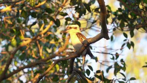 especies de martín pescador salvaje, kookaburra riéndose, dacelo novaeguineae con capacidad natural de estabilización de la cabeza, posado en la rama de un árbol y balanceándose en el viento en las horas doradas del atardecer