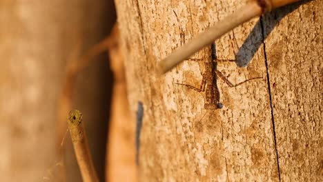 praying mantis climbing tree bark in botanic gardens