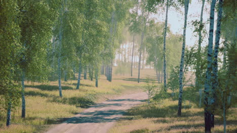 pathway through a serene forest with sunlight filtering through trees