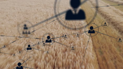 red de conexiones y animación de procesamiento de datos sobre el campo de trigo