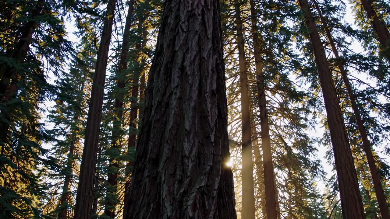 A serene forest scene with sunlight filtering through tall trees, captured from a low-angle