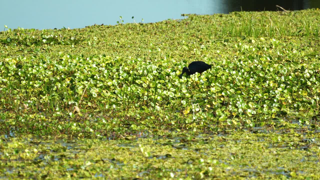 los ibis brillantes se alimentan en los humedales de los pantanos de florida con vegetación en un día soleado 4k