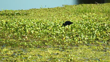 los ibis brillantes se alimentan en los humedales de los pantanos de florida con vegetación en un día soleado 4k