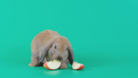 conejo marrón comer un pedazo de manzana y mirar disfrutar del delicioso sabor de la fruta en la pantalla verde