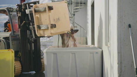 cod catch of the day being tipped into another container with a forklift