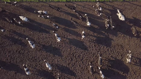 Top-Down-Aerial-View-of-Herd-of-Cows-on-Dusty-Agricultural-Farming-Land-on-Golden-Hour-SUnlight,-High-Angle-Drone-Shot
