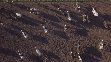 top down aerial view of herd of cows on dusty agricultural farming land on golden hour sunlight, high angle drone shot