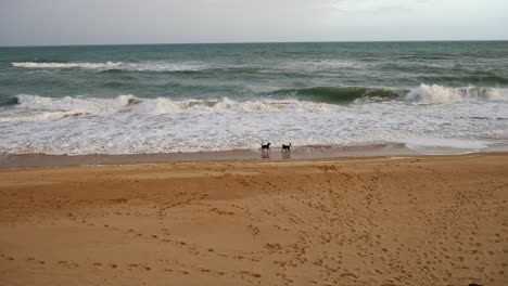 two dogs playing in the waves at paradise beach, gippsland, victoria, australia, december 2020