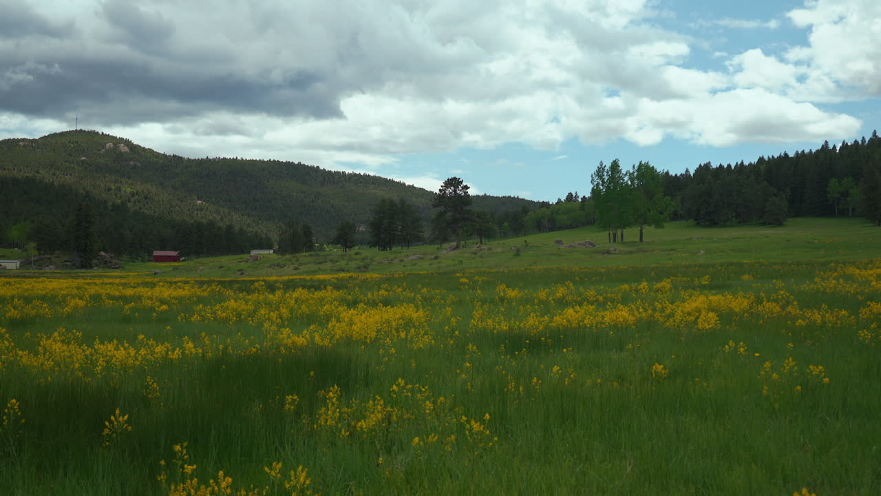 Cinematic Colorado nature open space meadow yellow purple wildflowers Aspen Trees Evergreen Conifer Boulder Denver spring summer lush tall green grass pan mountainside slider to the left motion