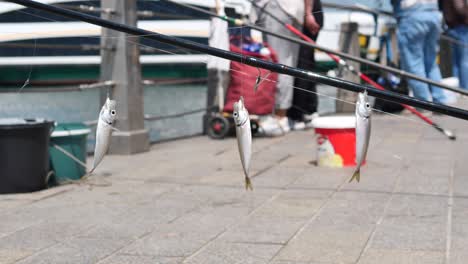 fishing on a pier with caught fish