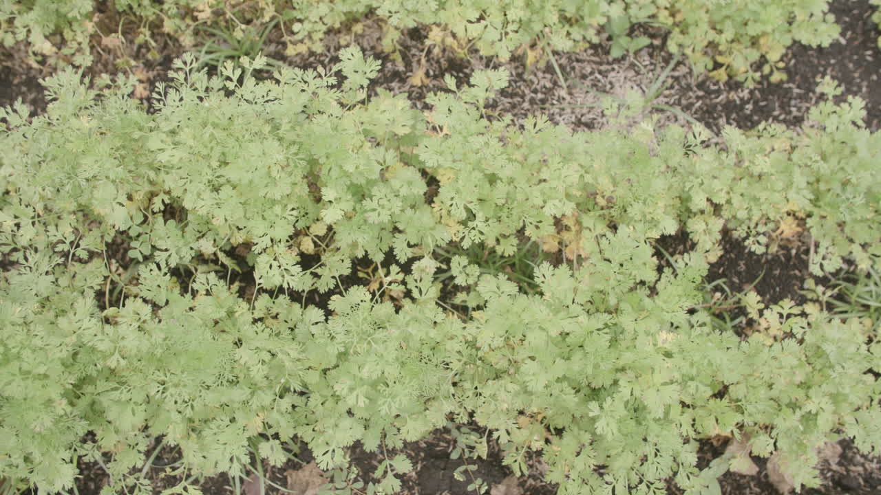 imágenes en cámara lenta de arriba hacia abajo del cilantro que crece en un jardín