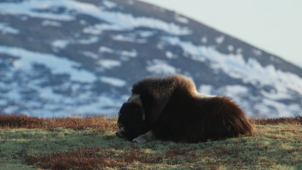 Wide shot, side view, lazy musk oxen bull in sunset glow by Norway mountain