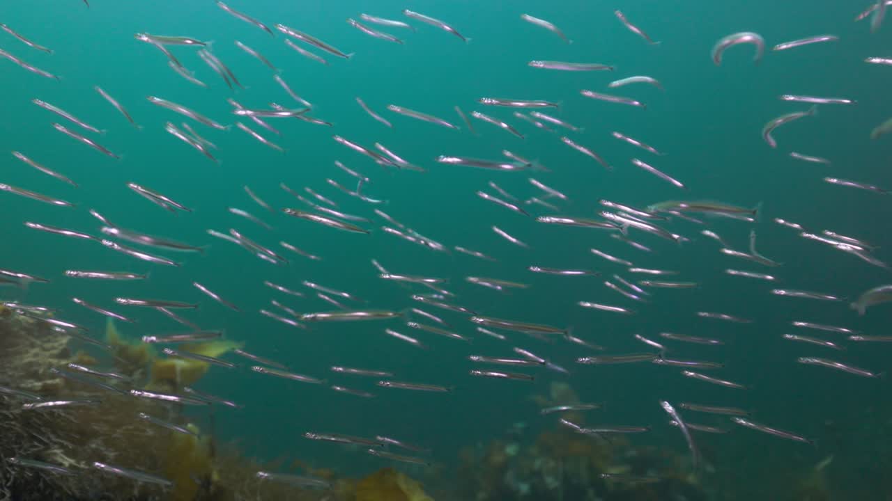 School of Sand Lance (Lançons) Moving Rapidly Through Cold Clear Waters in Percé — Dynamic Baitfish Behavior Captured in 4K 60 FPS