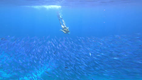 snorkeling with fish in tropical waters