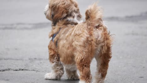 pequeño perro marrón en la calle