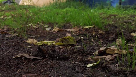 Tilt-shot-of-trash-can-next-to-soil,-low-view