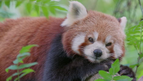 close up of cute sleepy red panda yawning in wilderness,stick out tongue,slow mo