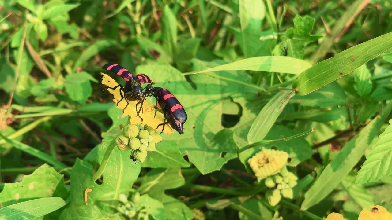 Close-up macro shot of two Mylabris pustulata beetles interacting on a bright yellow flower amid green foliage. Captures natural insect behavior, movement, and pollination in warm morning light