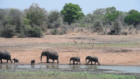 a scenic wide shot showing a small herd of african elephants walking by the edge of a waterhole with playful calves and a herd of impalas in the background, kruger national park