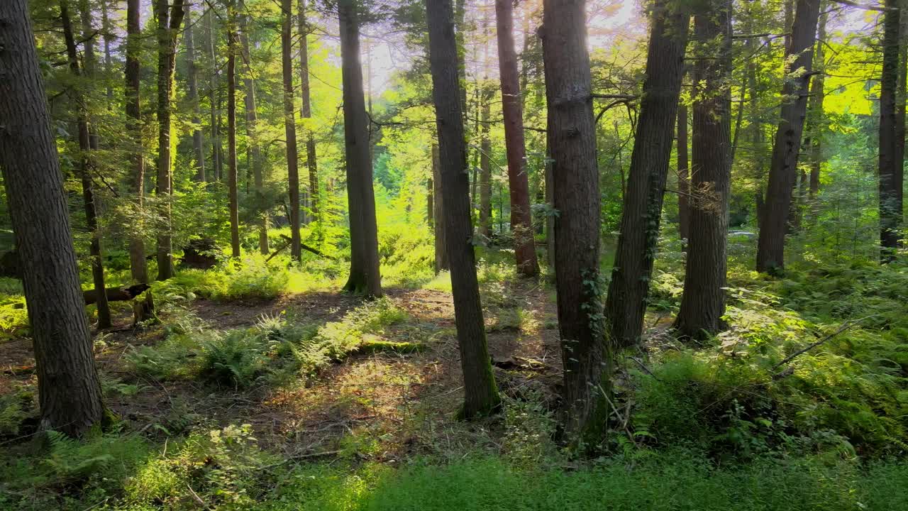 suave material de video de drones de un bosque mágico, exuberante y verde con una hermosa luz dorada durante el verano