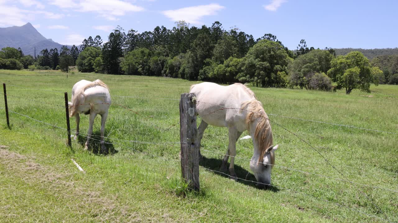o cavalo pastoreia pacificamente num campo ensolarado