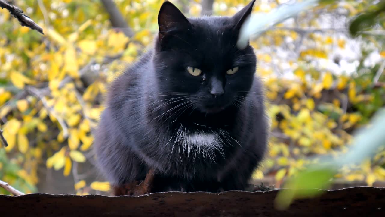 un gato negro sentado en el techo, bosque de otoño en busca de presa en un día soleado