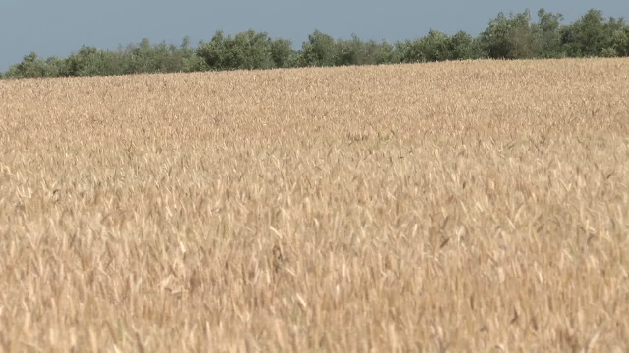 Campo de trigo dorado