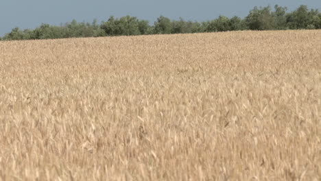 el campo de trigo dorado