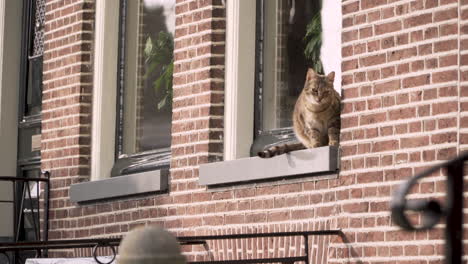 golden cat sits in a window of a typical dutch street steady shot