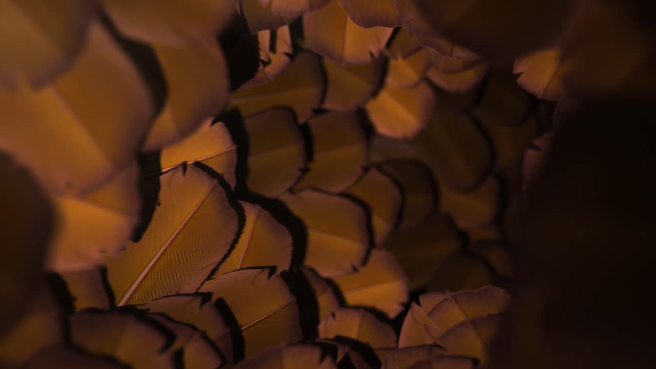 Yellow Feathers Tunnel - Loop Background