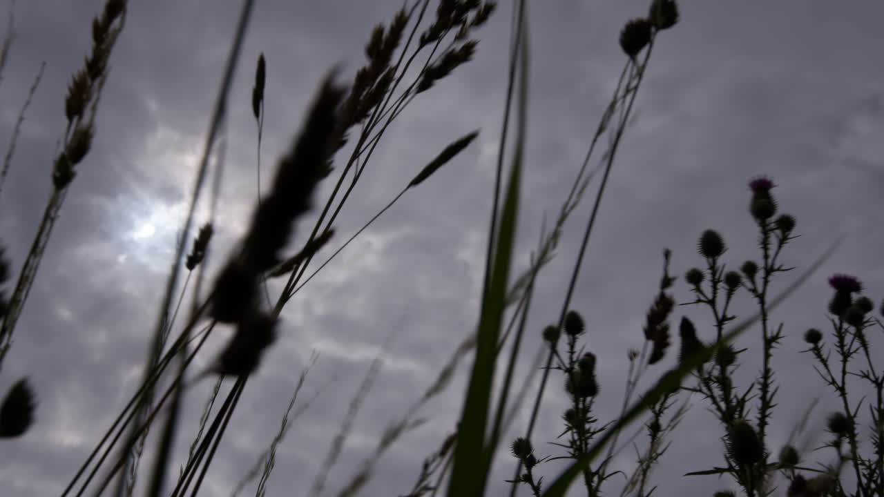 잔디 를 통해 구름 이 가득 한 하늘 위 를 날아다니는 비행기