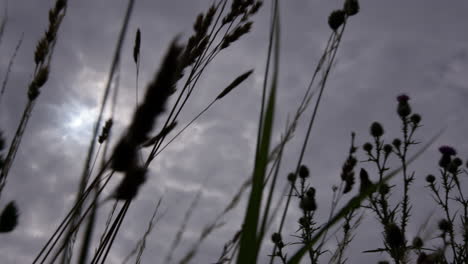 airplane flying above cloudy sky through grass