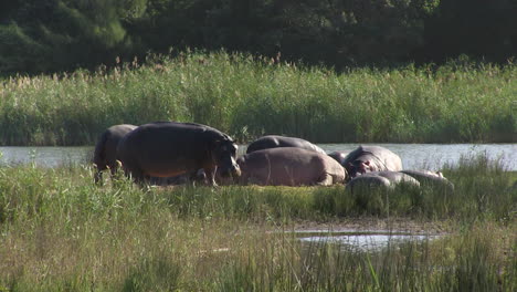 Wild-Lebende-Tiere-Des-Südlichen-Afrikas-Und-Nationalparks