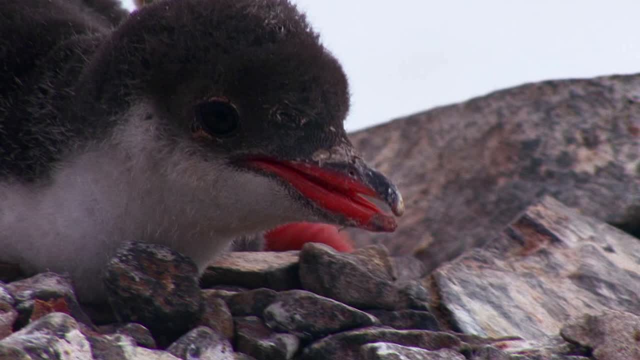 inclinación hacia arriba de los pingüinos bebés mientras están protegidos por su madre en la antártida