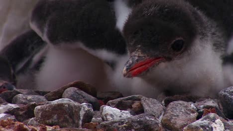 tilt up of baby penguins as they are sheltered by their mother in antarctica