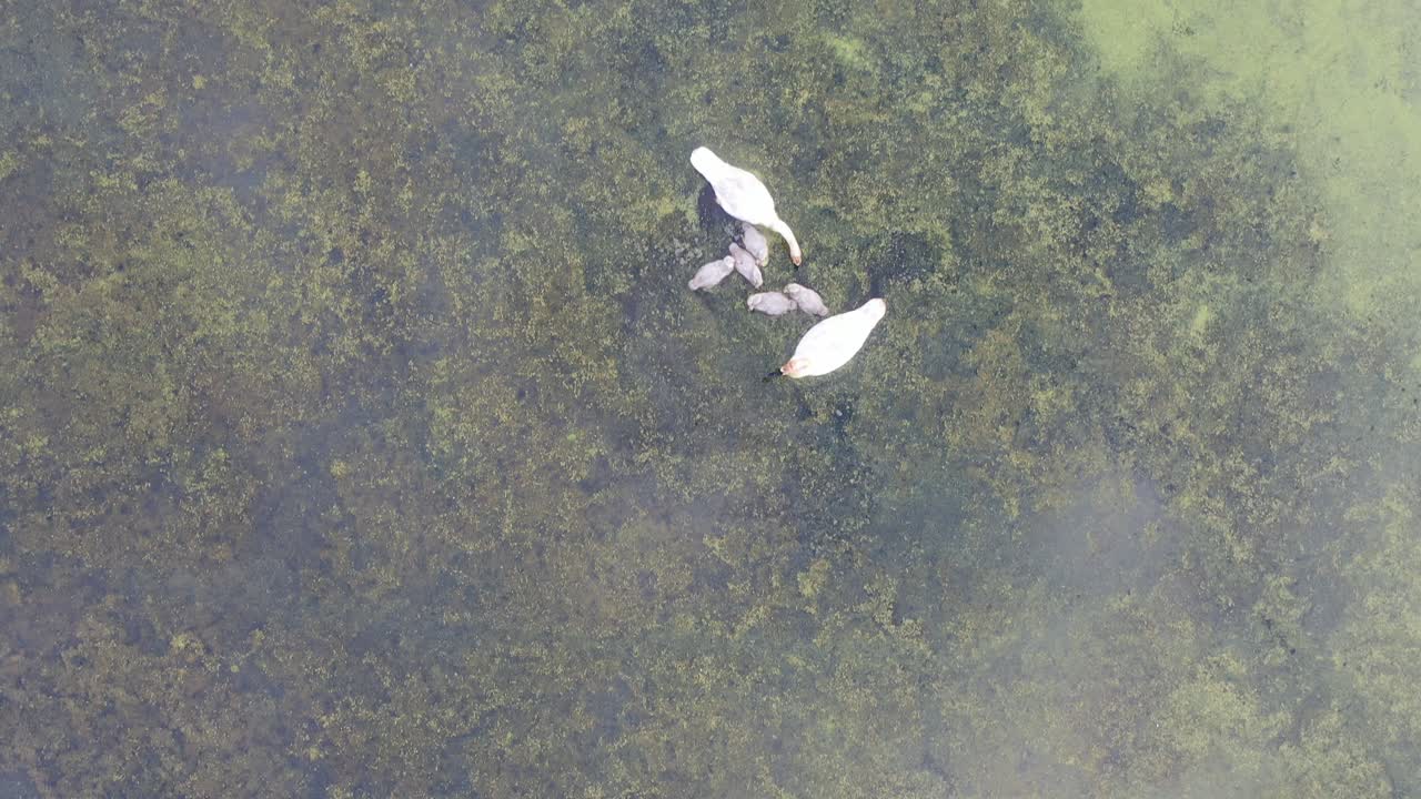 cisnes y cisnes en un humedal