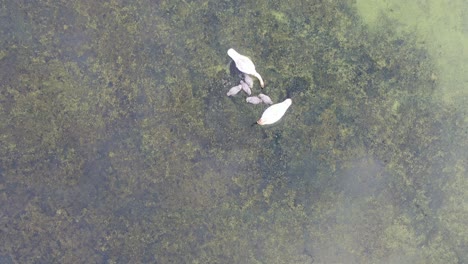 swans and cygnets in a wetland