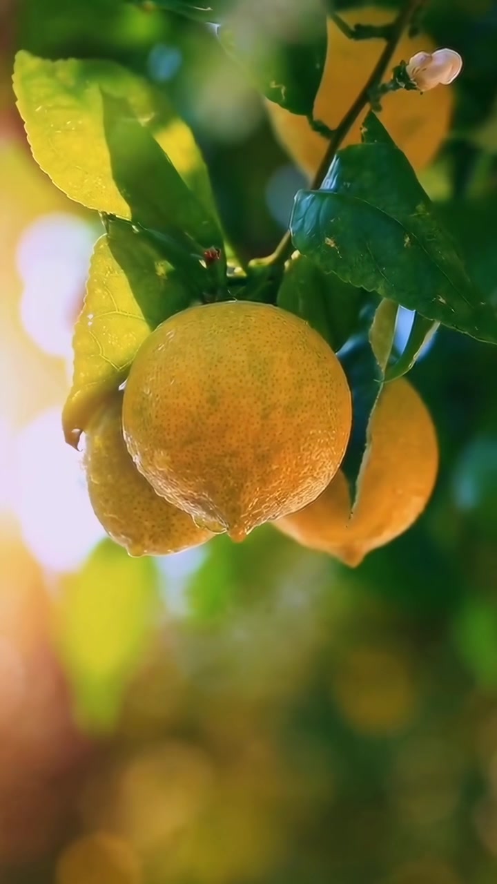 Limoni freschi con goccioline d'acqua appesi a un ramo d'albero alla luce del sole
